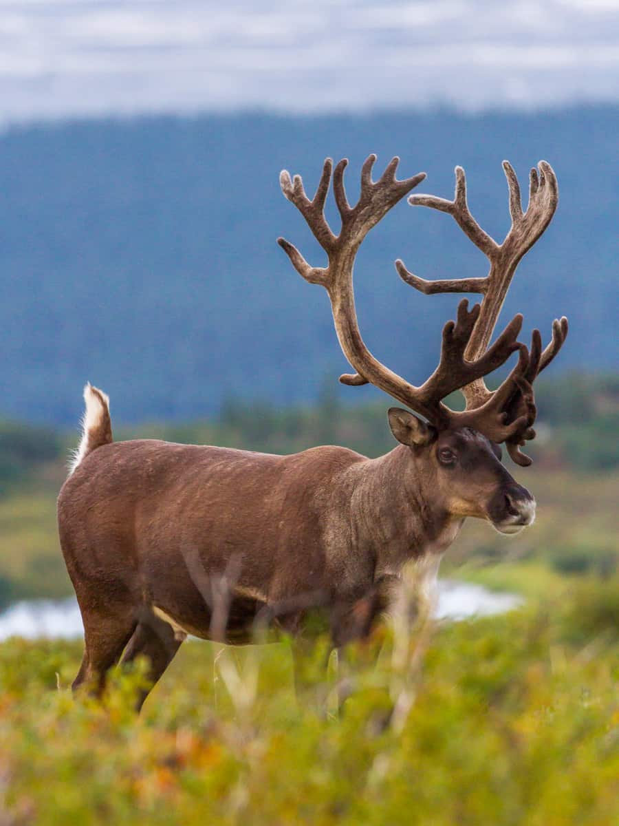 Male Caribou develop their antlers throughout the summer in preparation for the fall rut.