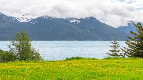 Meadow of dandelions flowering at Kelgaya Point in Chilkat State Park with Chilkat inlet behind, Haines, Alaska, USA 1600x900