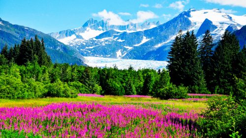 Mendenhall Glacier Viewpoint with Fireweed in bloom 1600x900