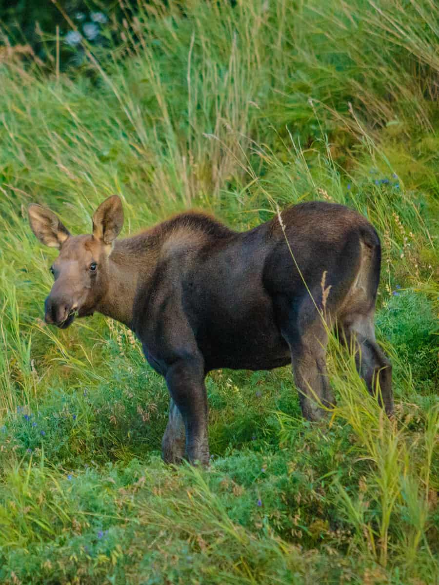 Moose calf in grassy Kincaid park in Anchorage in alaska