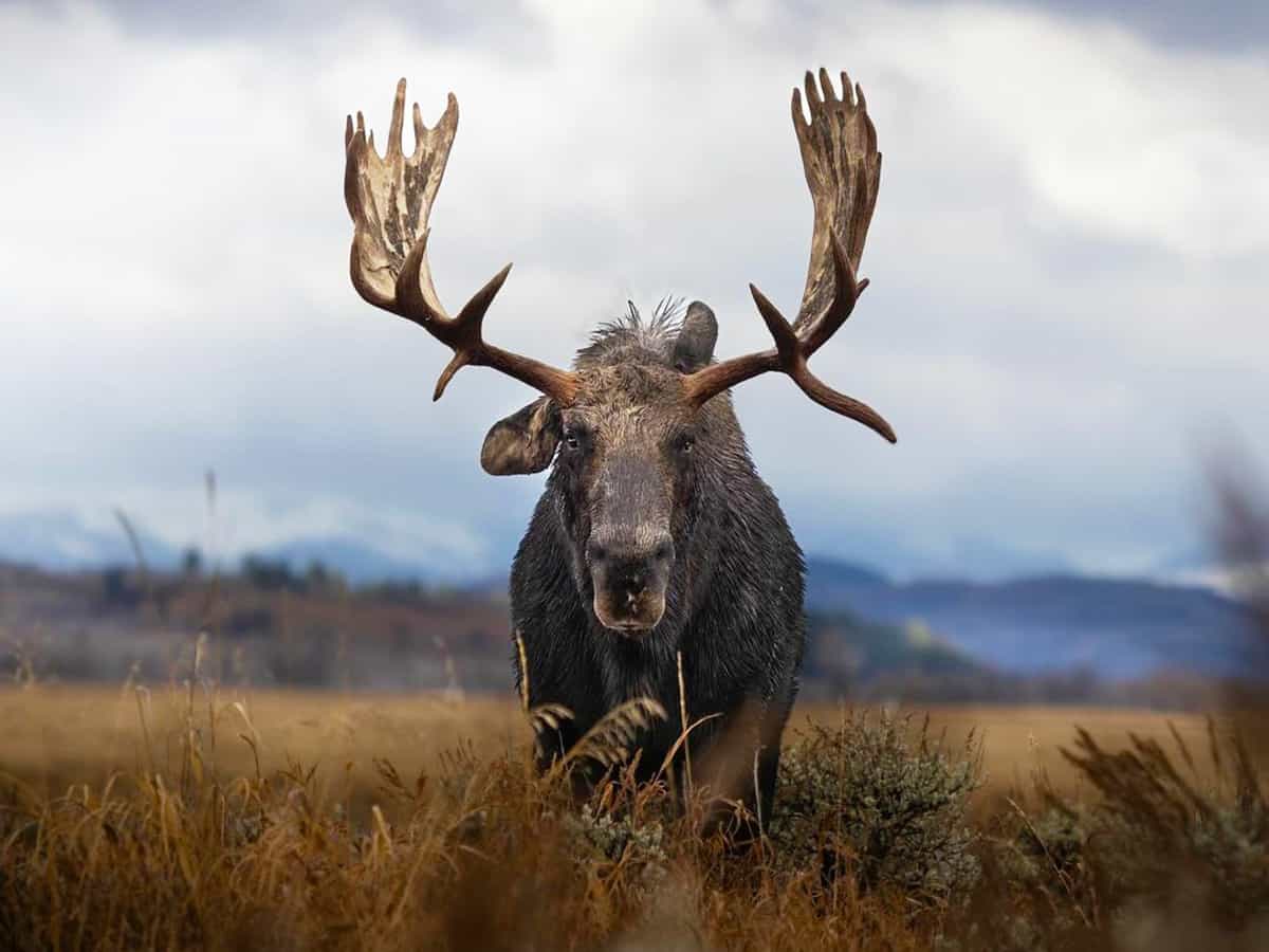 Moose can be spotted frequently in and around Potter Marsh, a 564-acre fresh pond and wetland complex on the outskirts of Anchorage