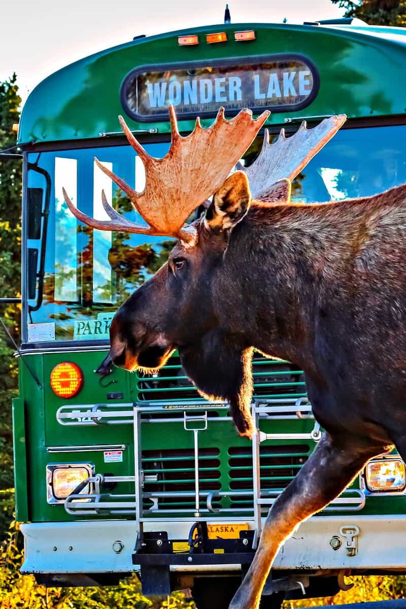 Moose has right of way, Denali National Park, Alaska