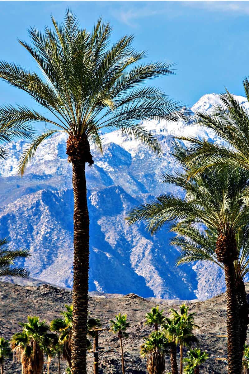 Morning sun illuminates iconic palm trees and snow capped mountains in the Palm Springs area of California, USA.