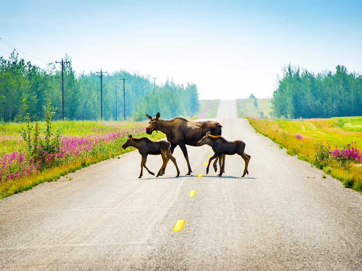 Mother and two baby moose cross road near Delta Junction, Alaska