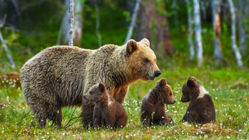 Mother bear and three small and adorable cubs 1600x900