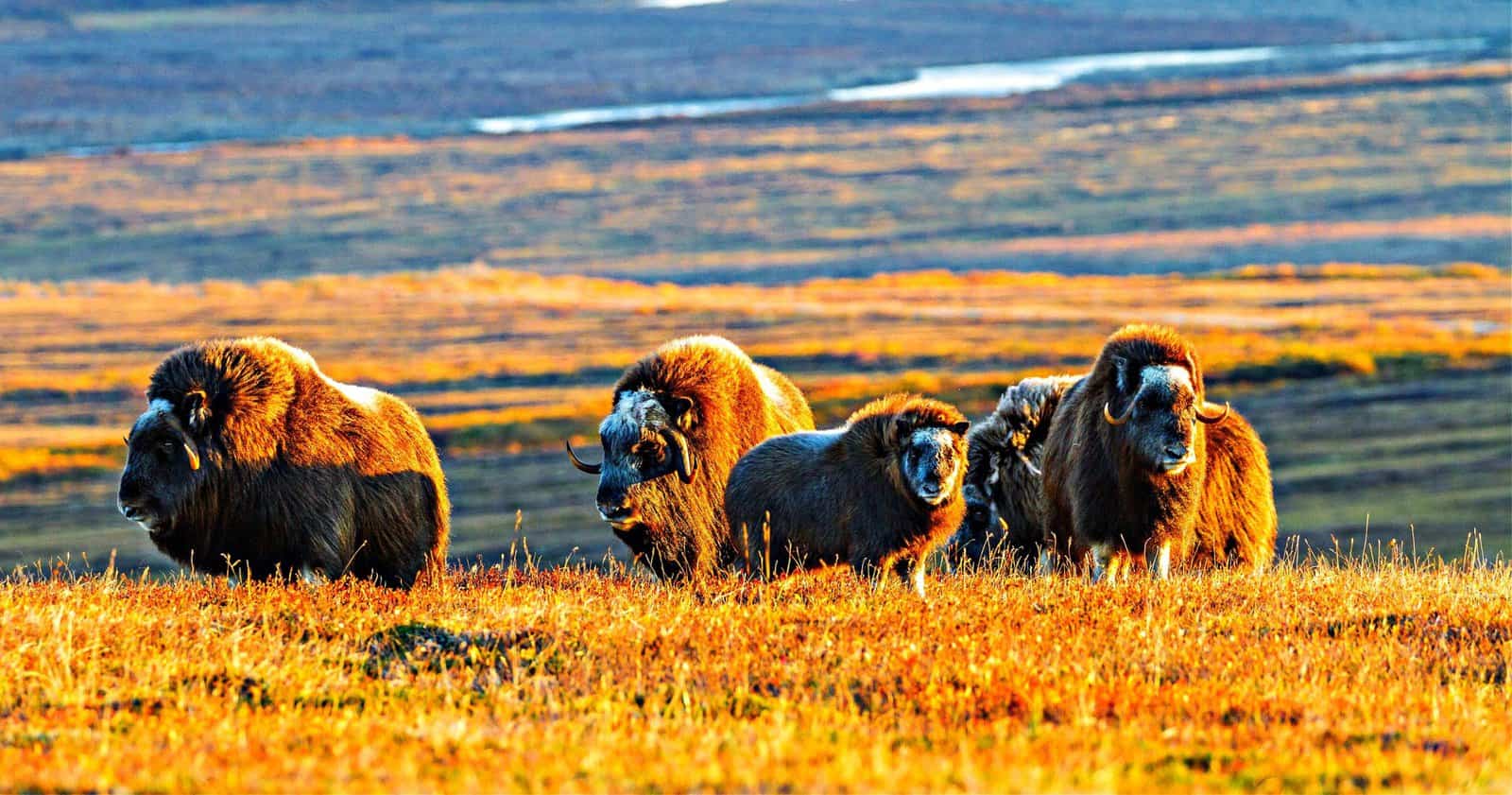 Musk Ox can be spotted from any of the three roads that venture from the town of Nome, Alaska. Their herds can be spotted from a distance or right beside the road.