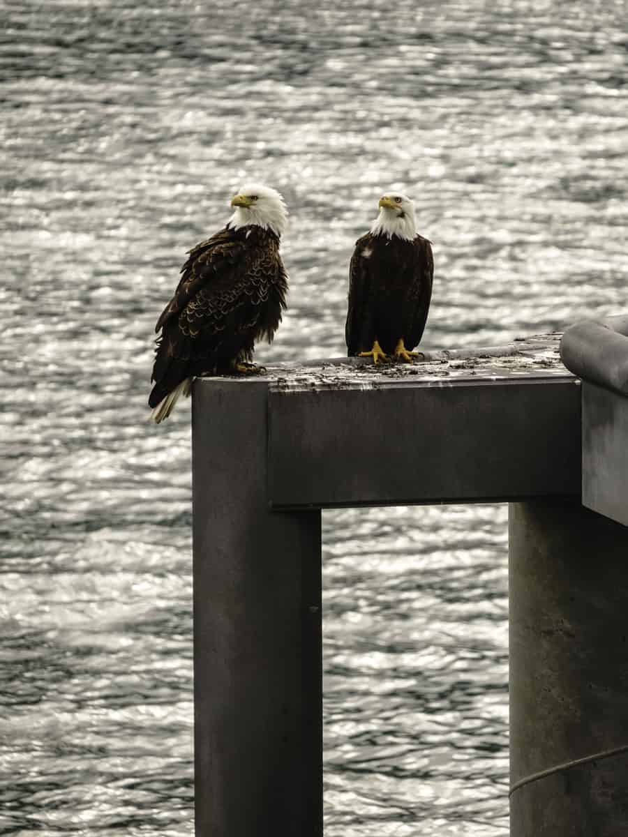 Pair of adult bald eagles (binomial name: Haliaeetus leucocephalus), male (right) and female (left), perching together at end of pier over Gastineau Channel in Juneau, Alaska, USA