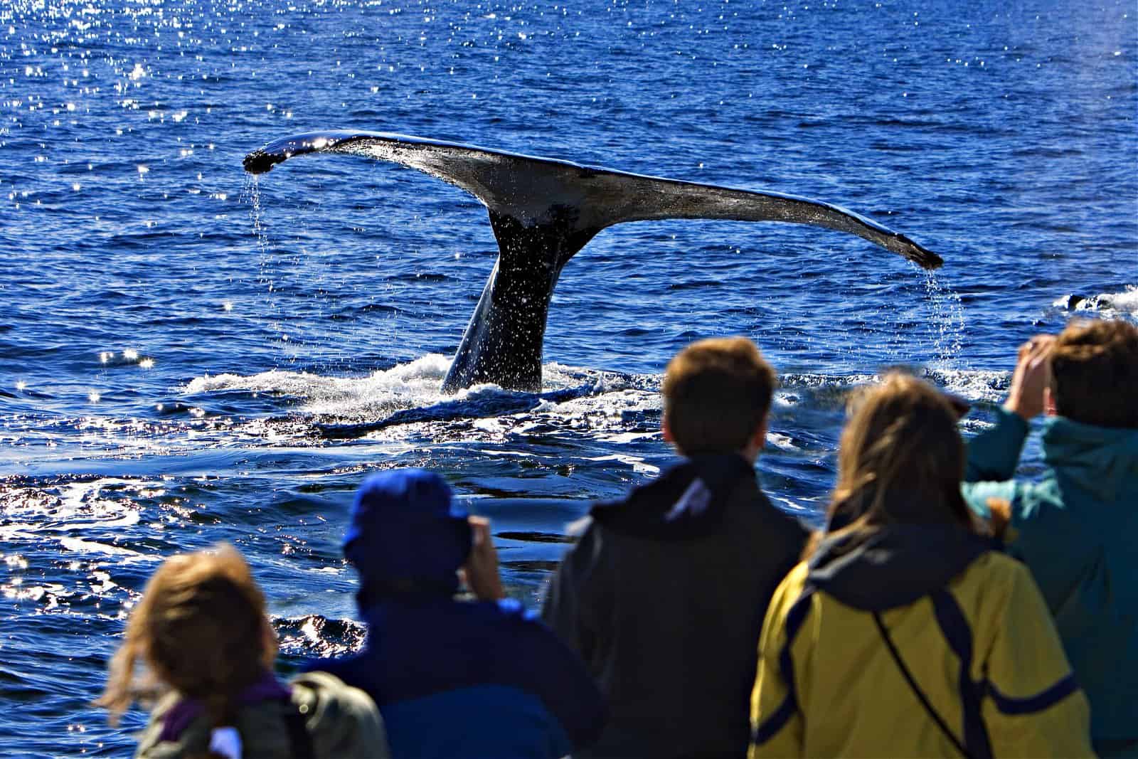 People on a Whale Watching Trip