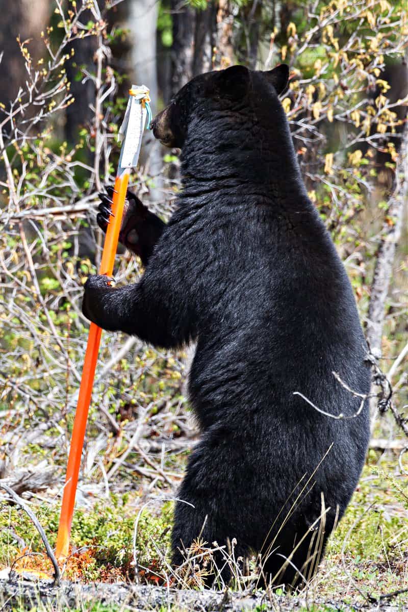 Pole dancing Black Bear along Alaska highway near Watson lake, Yukon, Canada