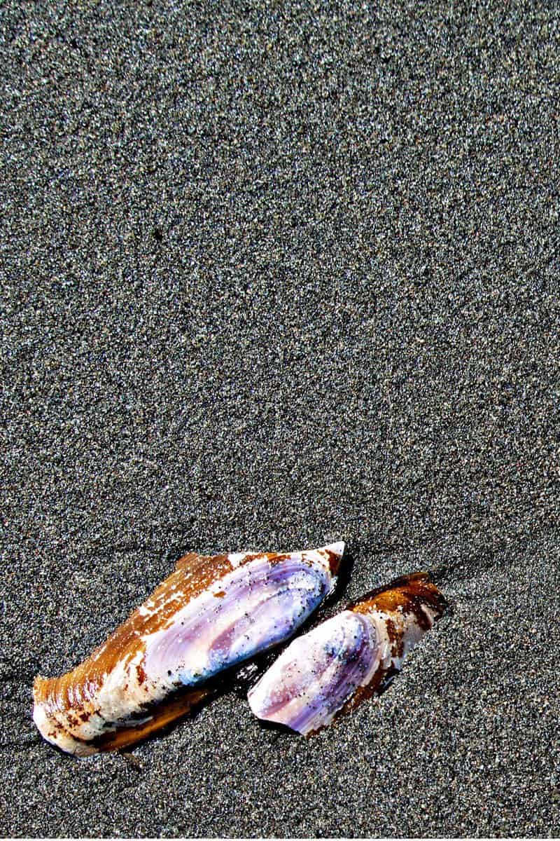 Small White Clam shell on the beach at low tide at Clam Gulch Beach of Cook Inlet in Alaska; suitable for background and texture