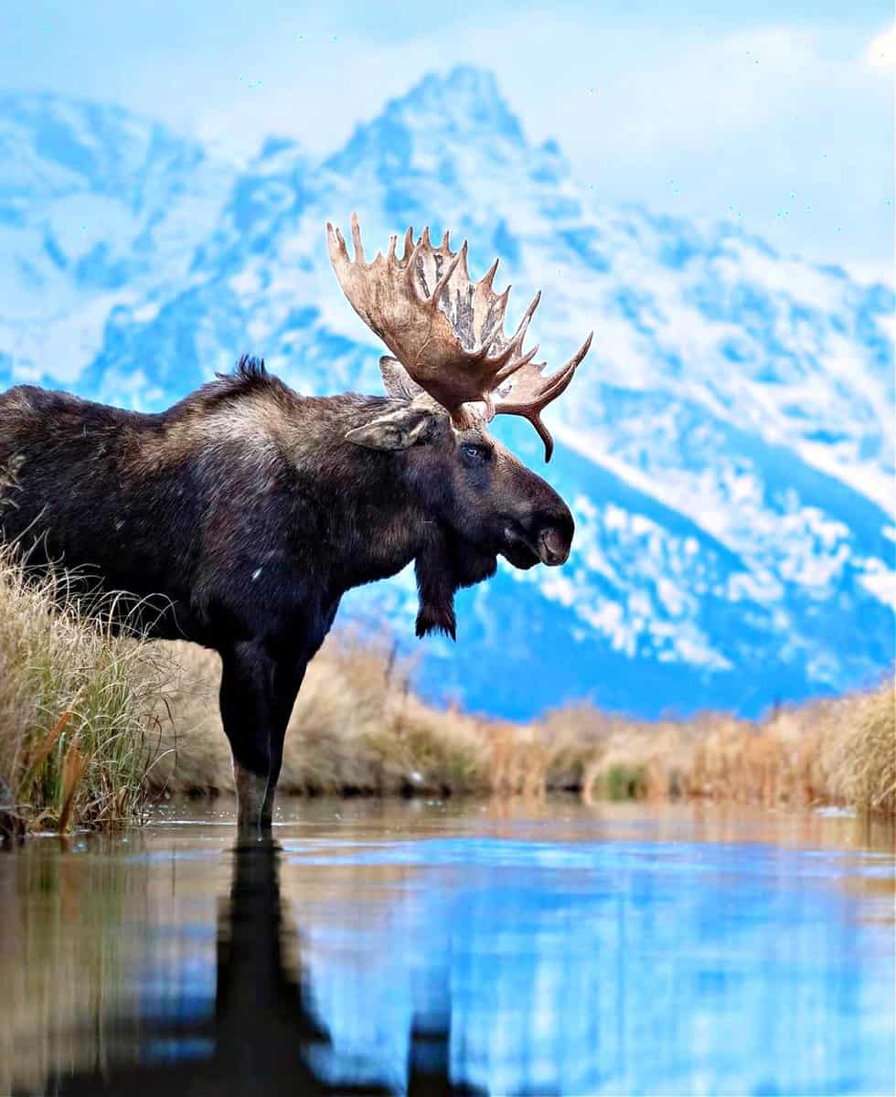 The Alaska moose in Canada, is a subspecies of moose that ranges from Alaska to western Yukon.
