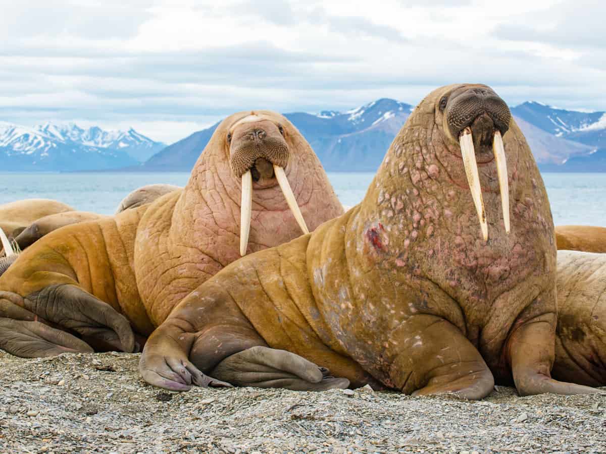 The walrus is a marine mammal, the only modern species of the walrus family, traditionally attributed to the pinniped group