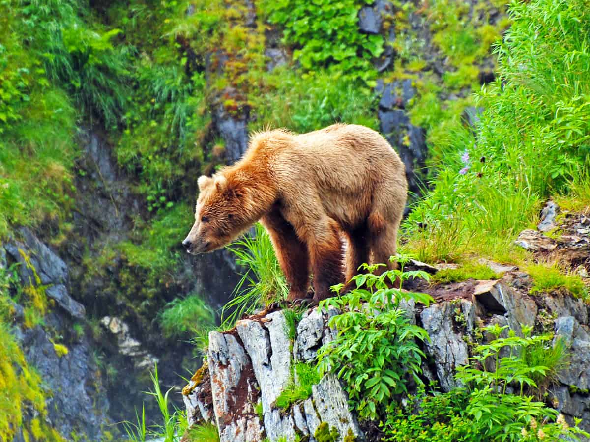 This picture is taken on Kodiak Island of a Grizzly Bear watching the habitat near Fraser Lake