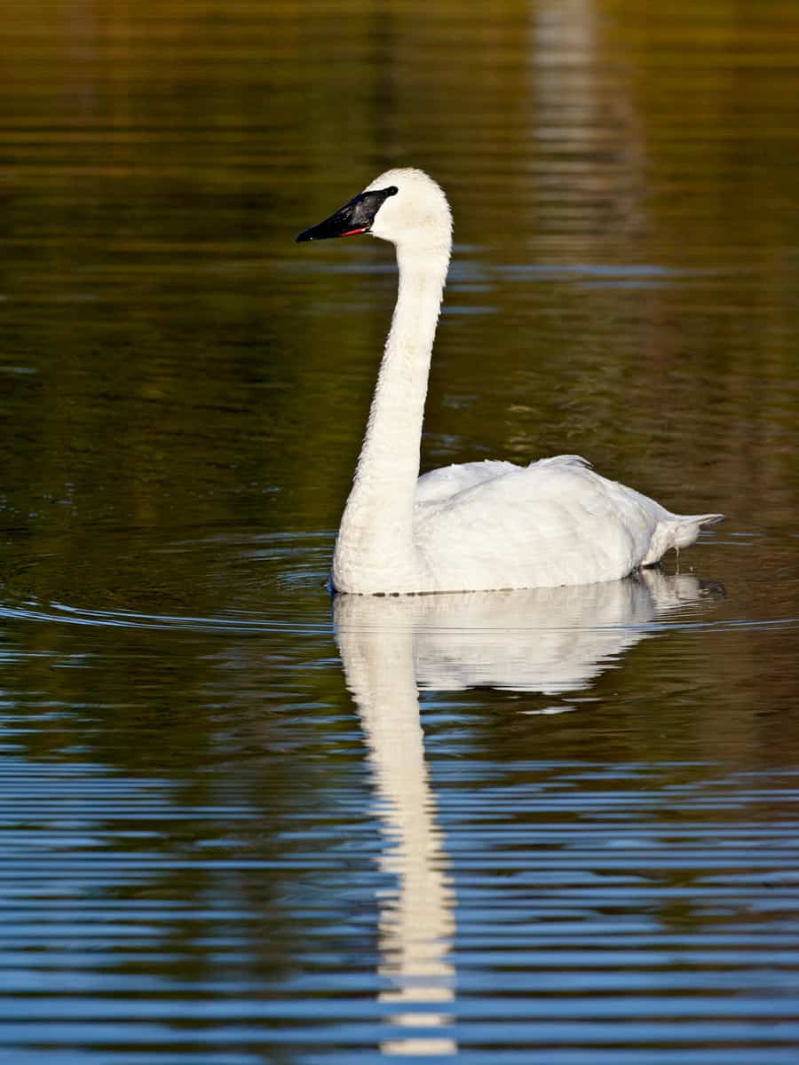 Trumpeter swan (cygnus buccinator) swimming, denali highway, alaska, united states of america, north america
