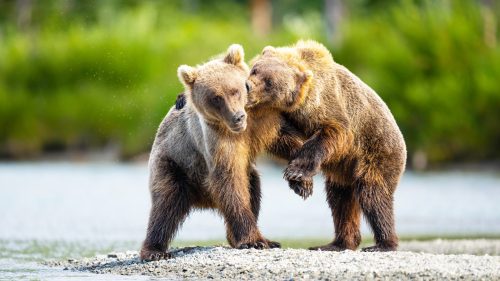 Two Brown Bear Siblings Playing and Wrestling in soldotna, alaska 1600x900