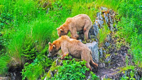 Two Kodiak Bears watching a larger male on Kodiak Island 1600x900