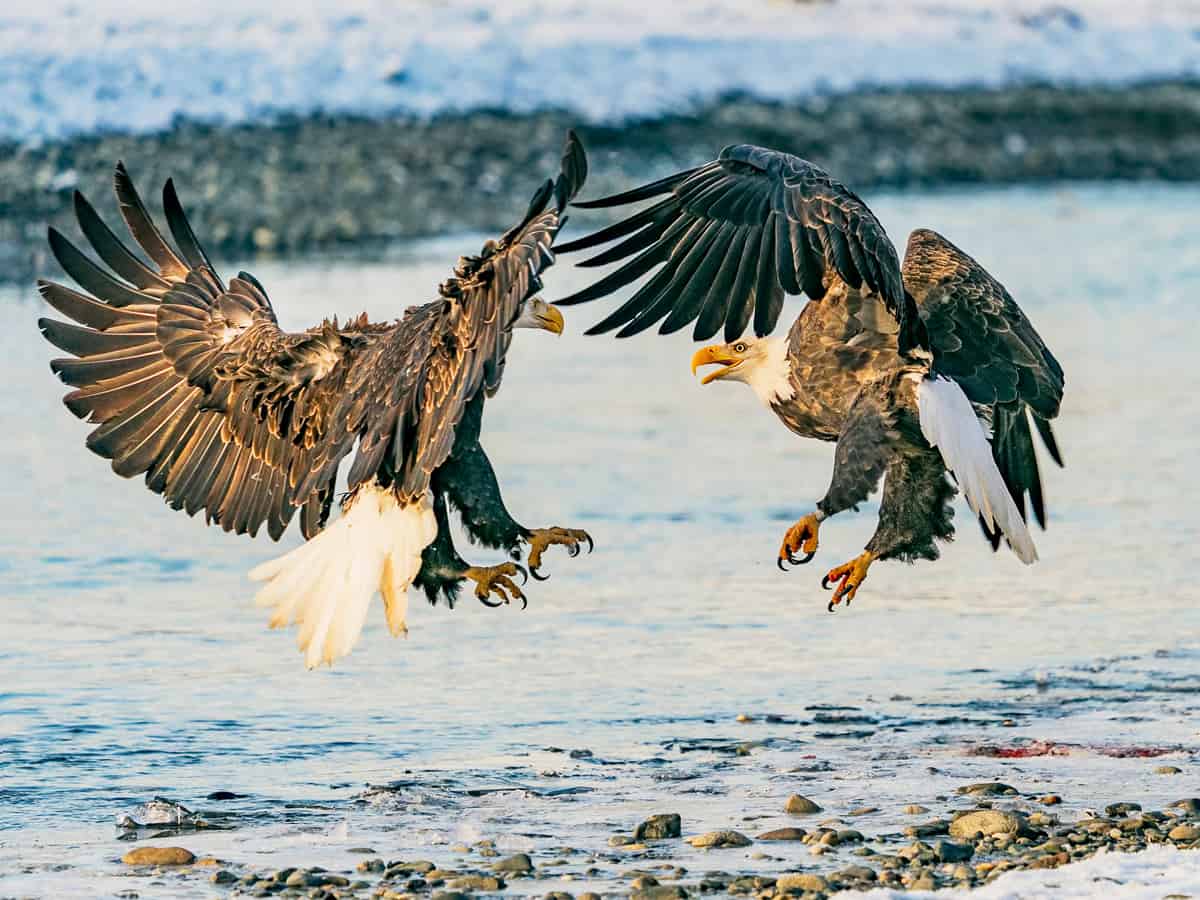 Two bald eagles have a mid-air confrontation over a salmon dinner. Chilkat River Bald Eagle Preserve, Haines, Alaska.