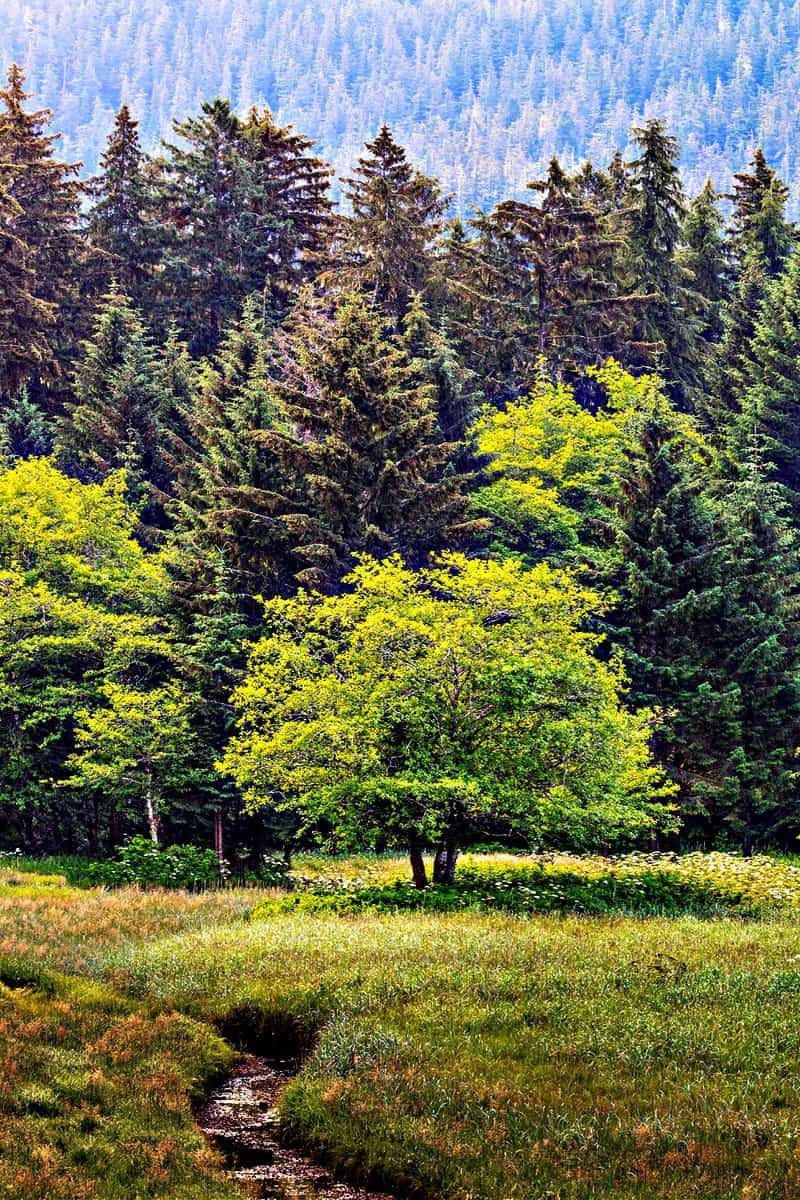 USA, Alaska, Starrigavan Estuary. Panoramic of forest and meadow landscape.