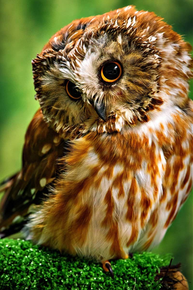 Usa, Alaska. This tiny saw-whet owl is a permanent resident of the Alaska Raptor Center in Sitka.