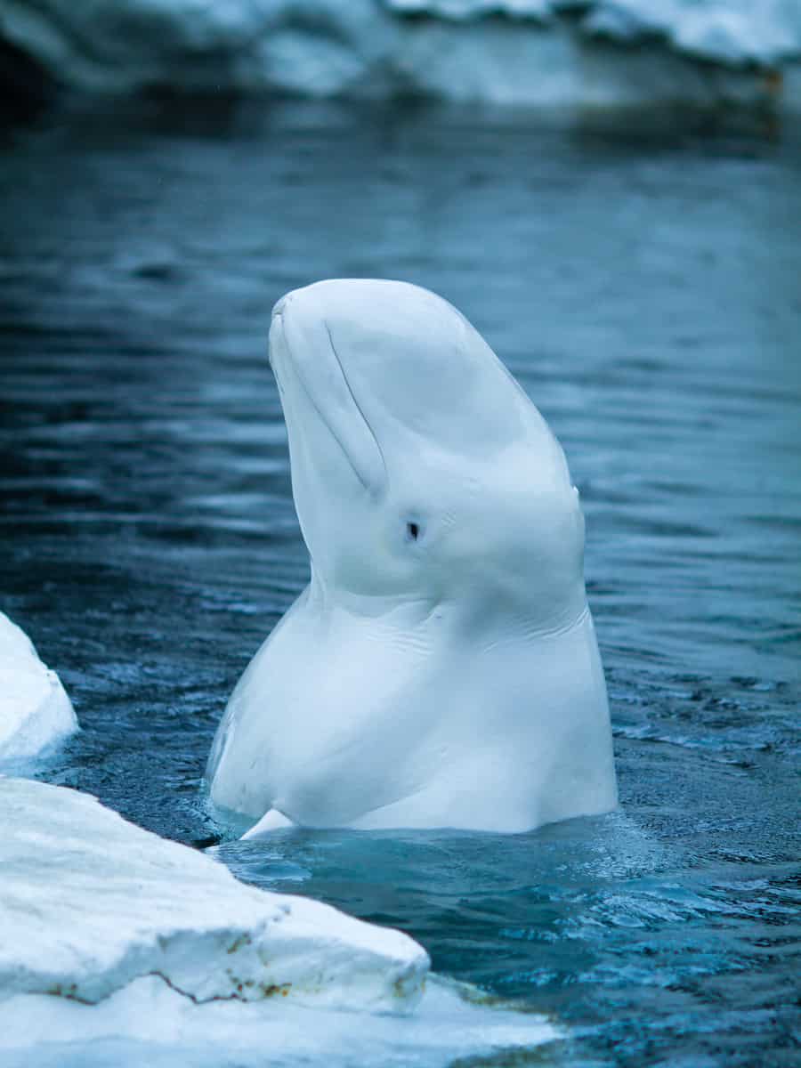 White Beluga Whale