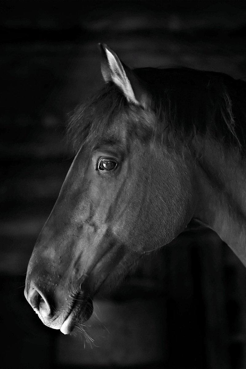 horse profile equestrian center black beautiful horse