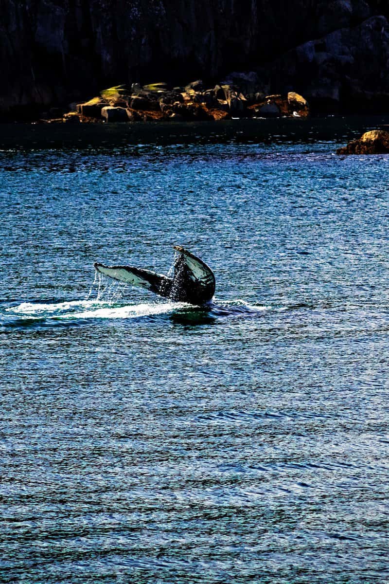 humpback tail fin alaska
