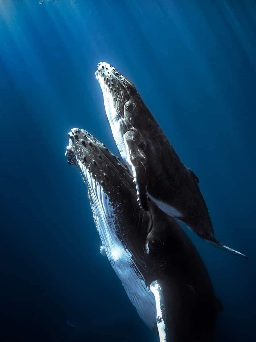 humpback whales and calf