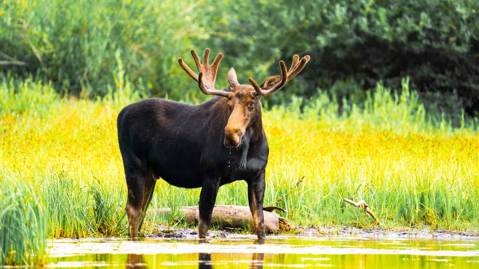 moose drinking water from a small pond 1600x900