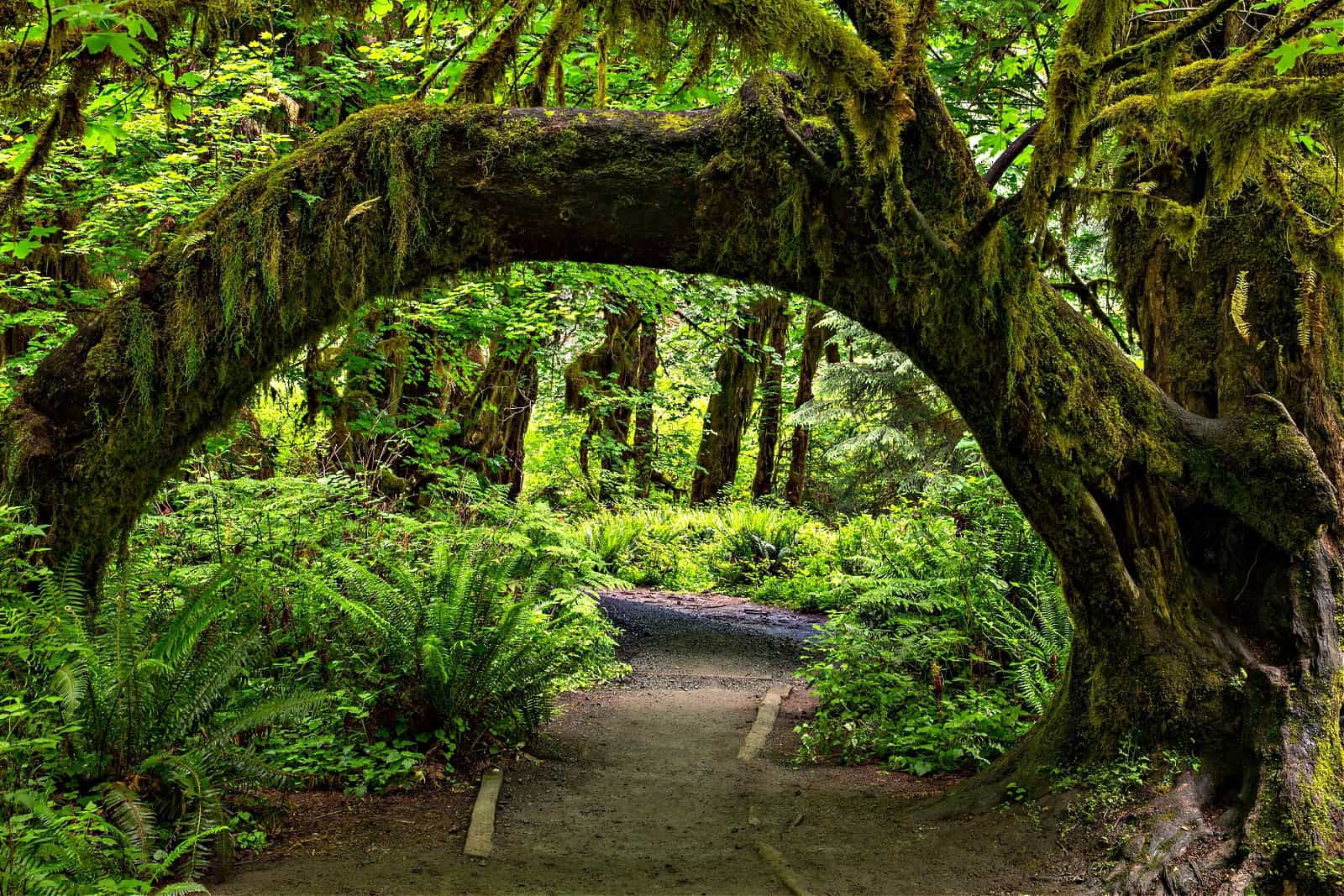 A moss-covered tree arches over a footpath in the beautiful, lush, green rainforest in Olympic National Park in Washington state