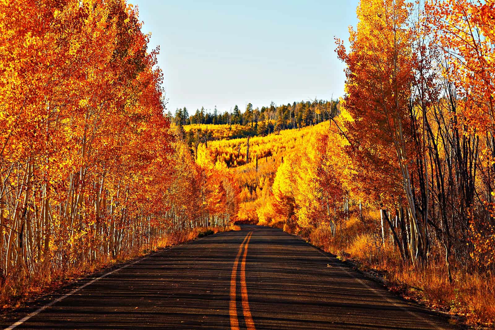 Beautiful fall aspen scene of Cape Royal road winding through a glowing yellow forest on the North Rim of the Grand Canyon