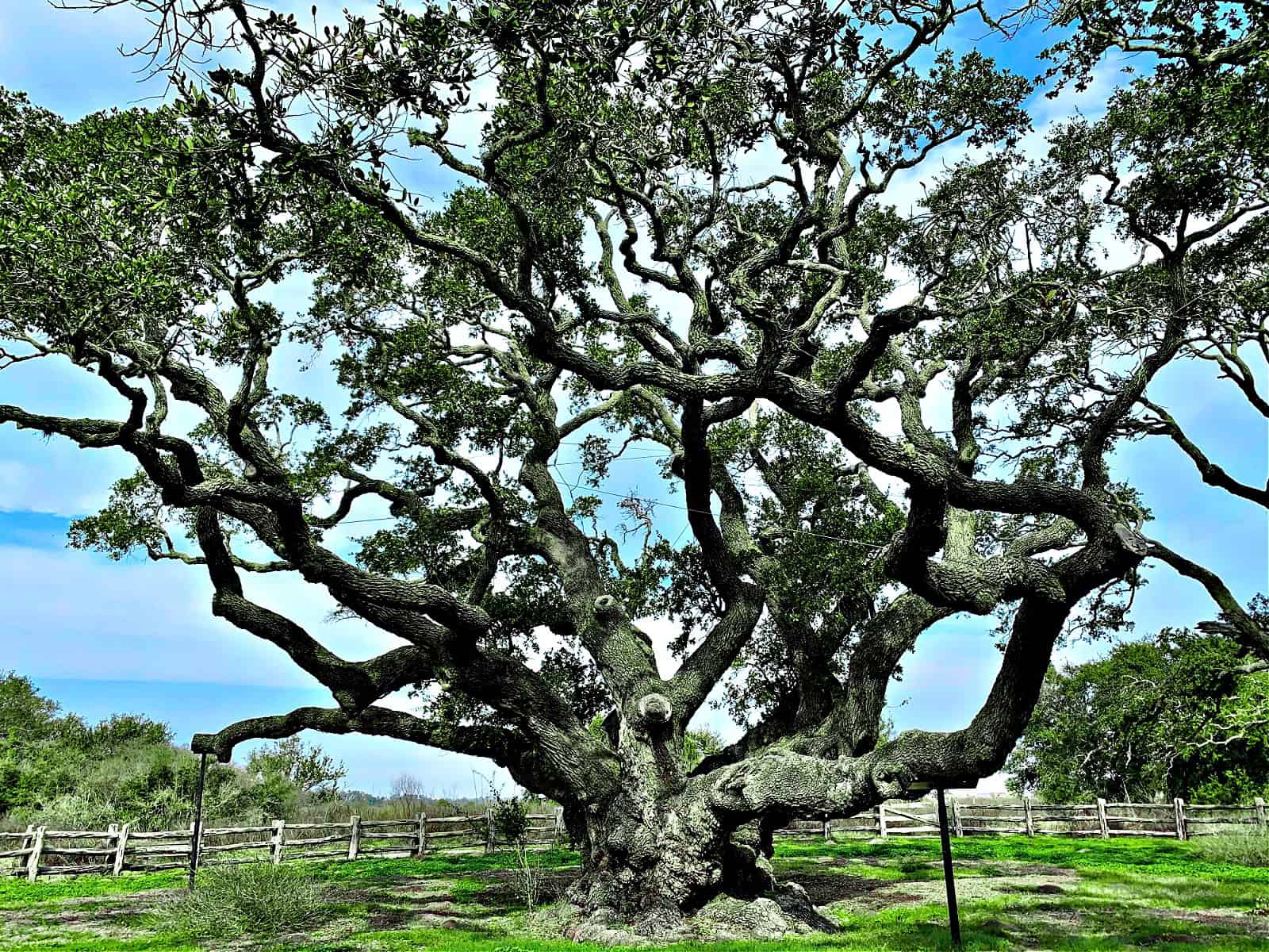 Big Tree in Rockport, Texas