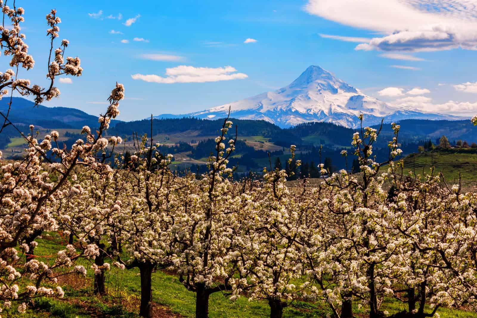 Blossoms in the farms on the Fruit Loop outside Hood River Oregon with Mount Hood in the background