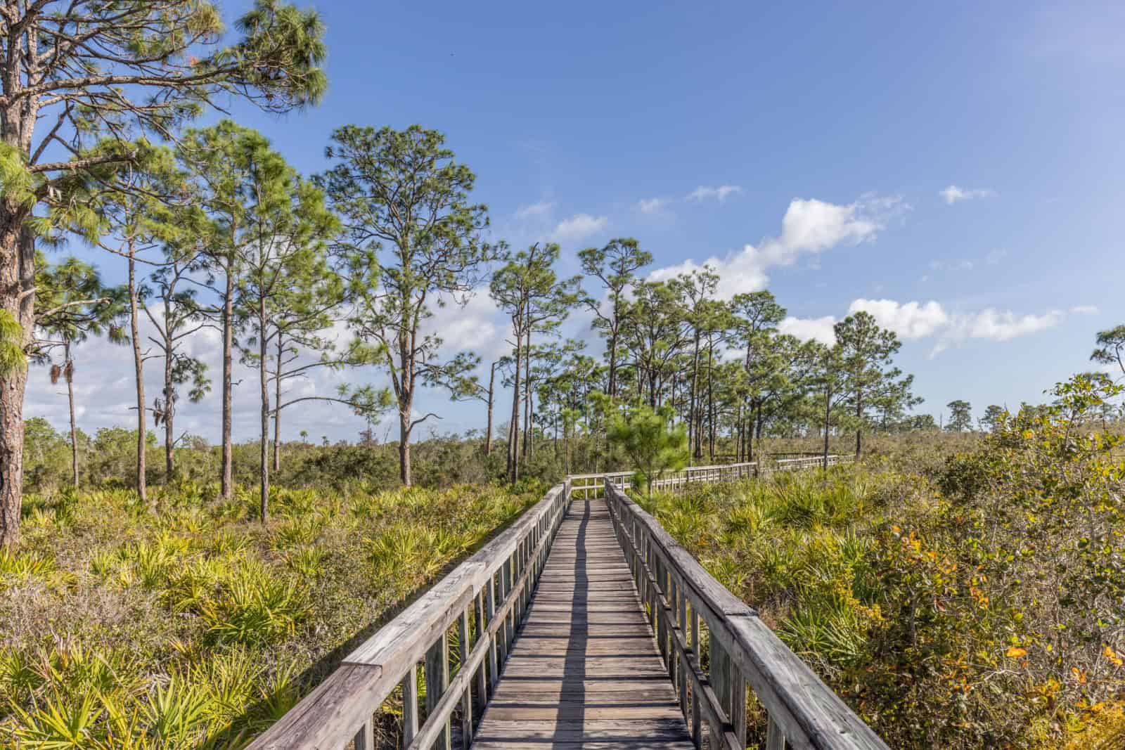 Briggs Nature Center Boardwalk Trail In Naples Florida