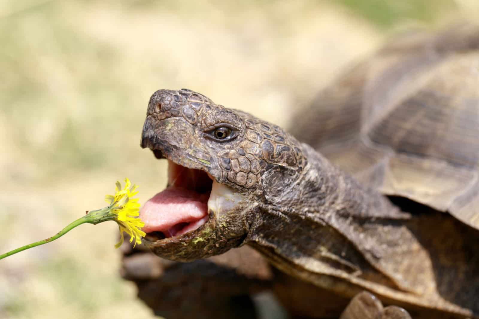 Captive adult male California Desert Tortoise eating Dandelion