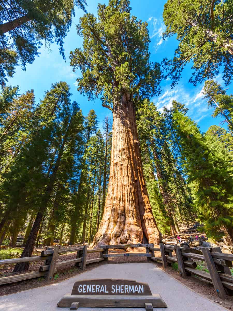 General Sherman Tree - the largest tree on Earth, Giant Sequoia Trees in Sequoia National Park, California, USA
