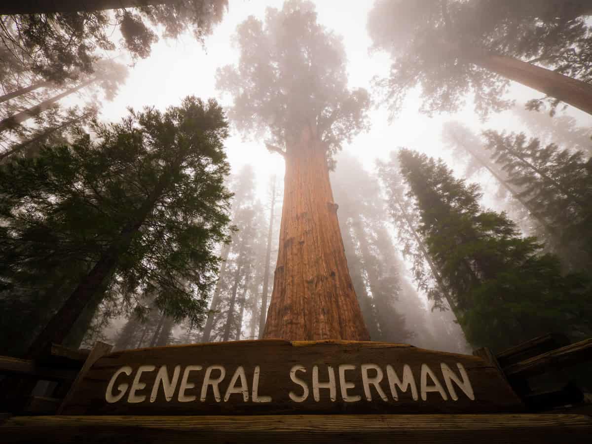 Giant sequoia tree - General Sherman, Sequoia National Park, California, USA
