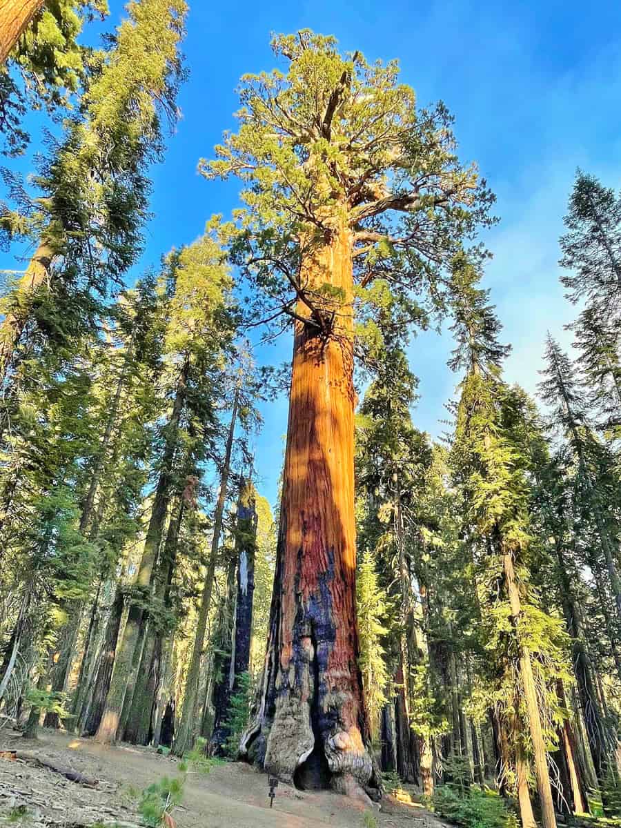 Lincoln tree in Sequoia National Park, the 4th largest tree in the world