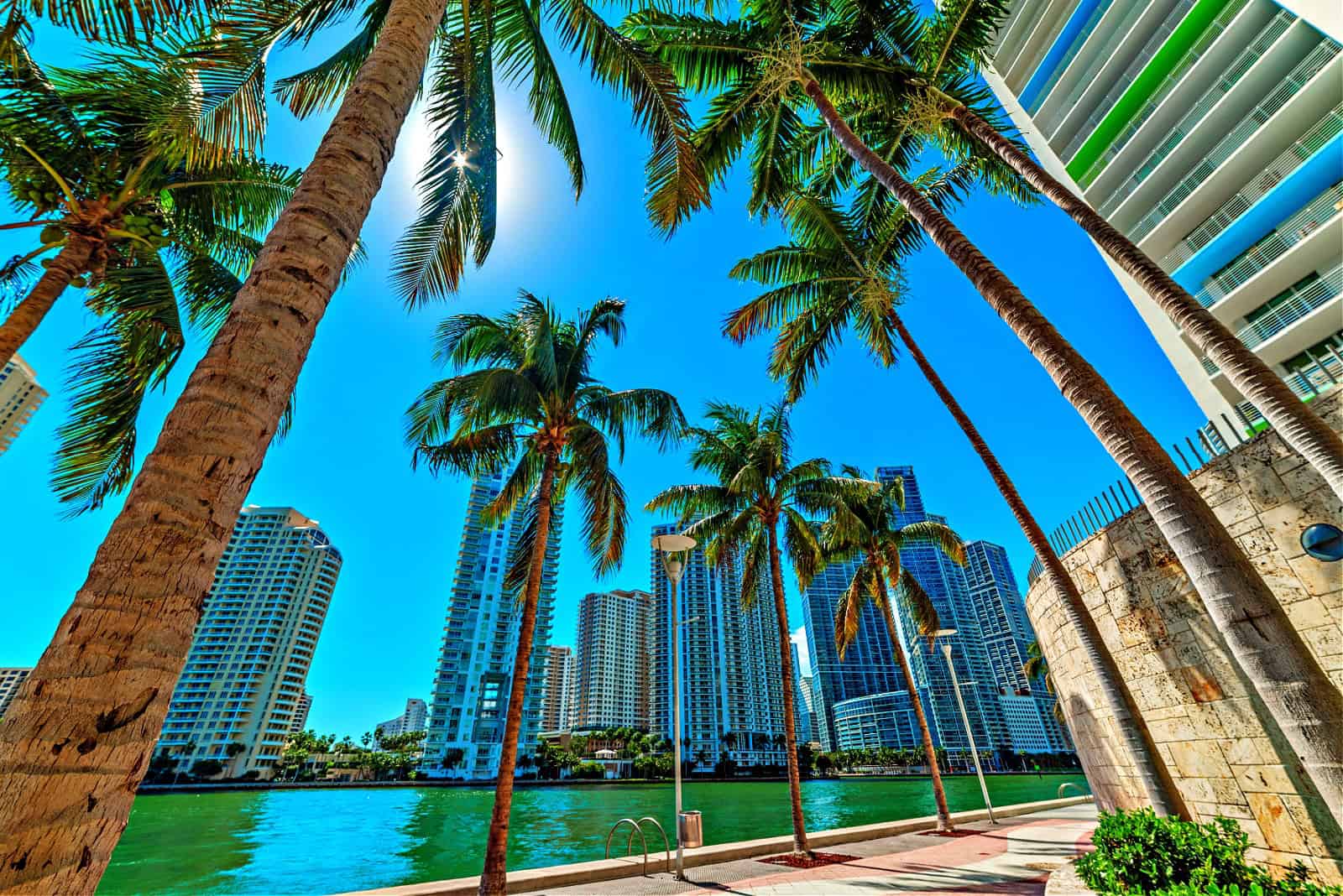 Palm trees and skyscrapers in Miami riverwalk, USA