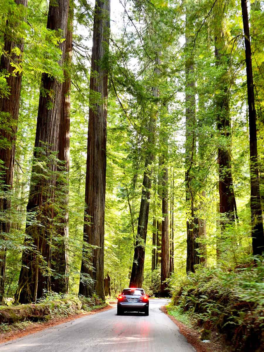 Redwood National and State Parks are strings of protected forests, in California, Redwoods State Park has trails through dense old-growth woods.