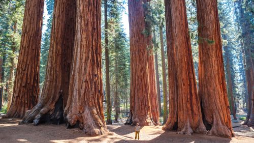 Scale of the giant sequoias, Sequoia National Park. California. U.S 1600x900