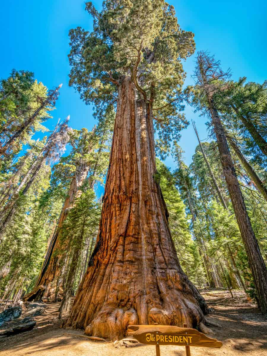 The President Tree Sequoia National Park