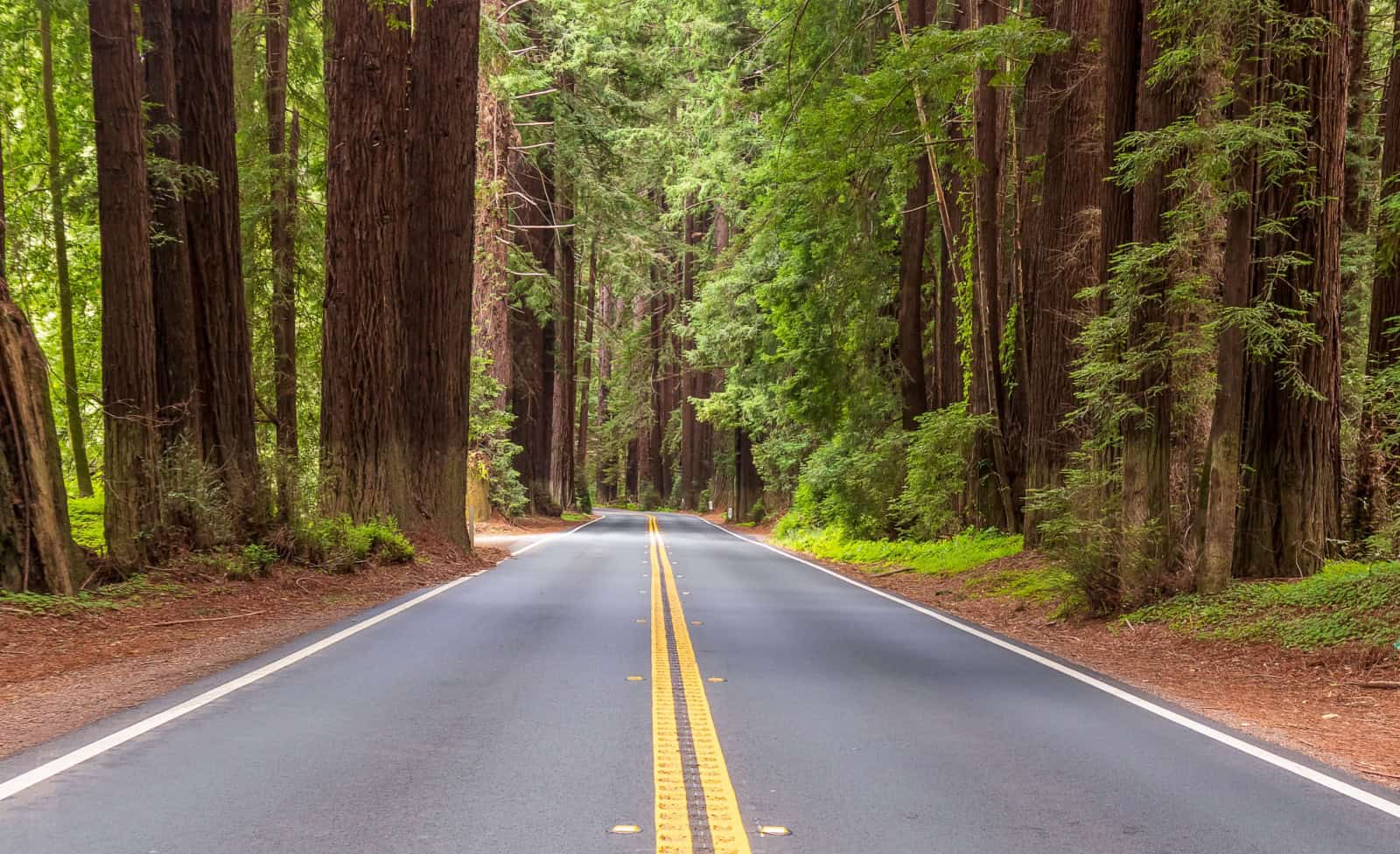 The scenic route in Navarro River Redwoods State Park, California