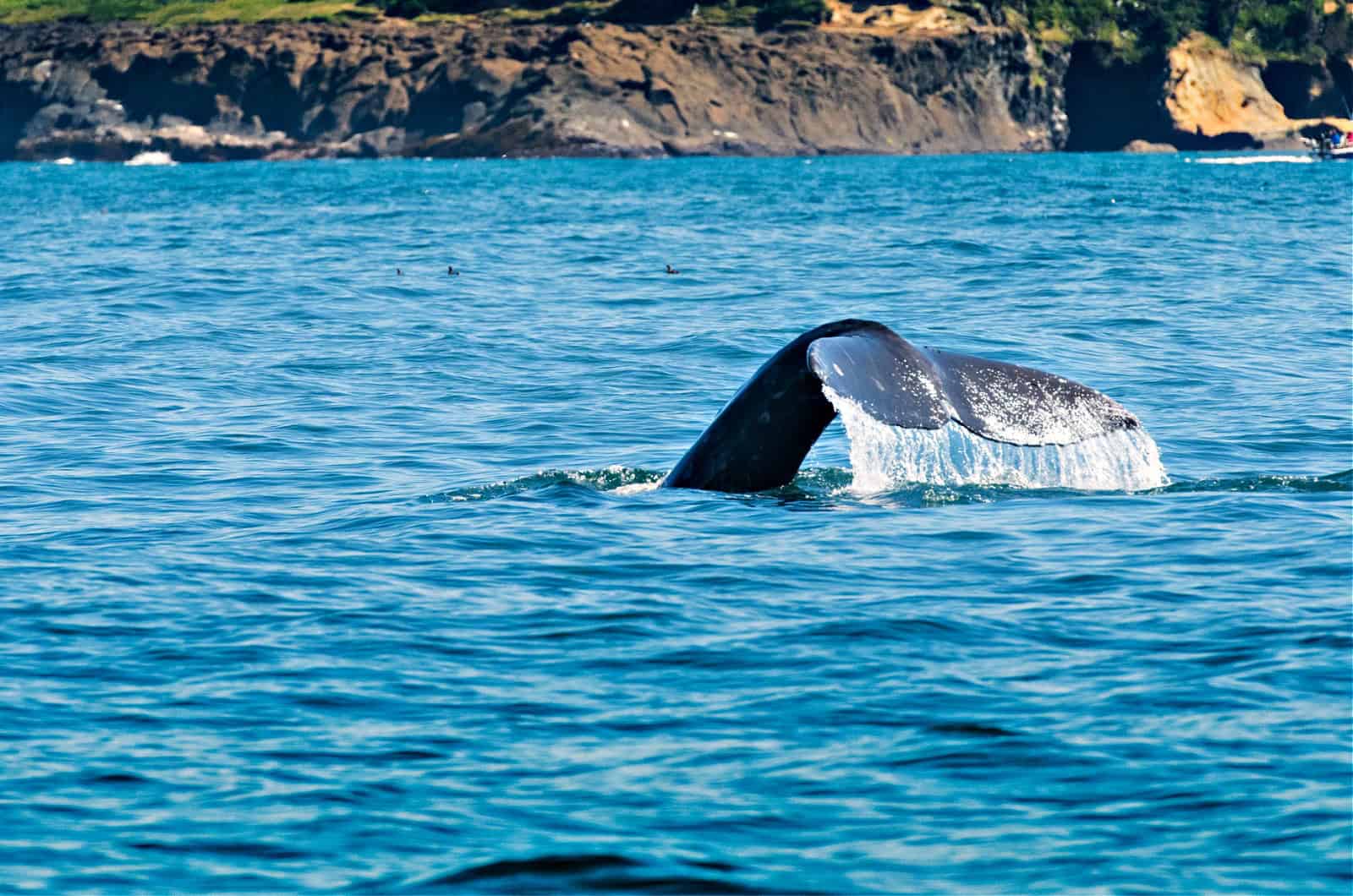 Water Drips off Whale Tail as it dives down for food