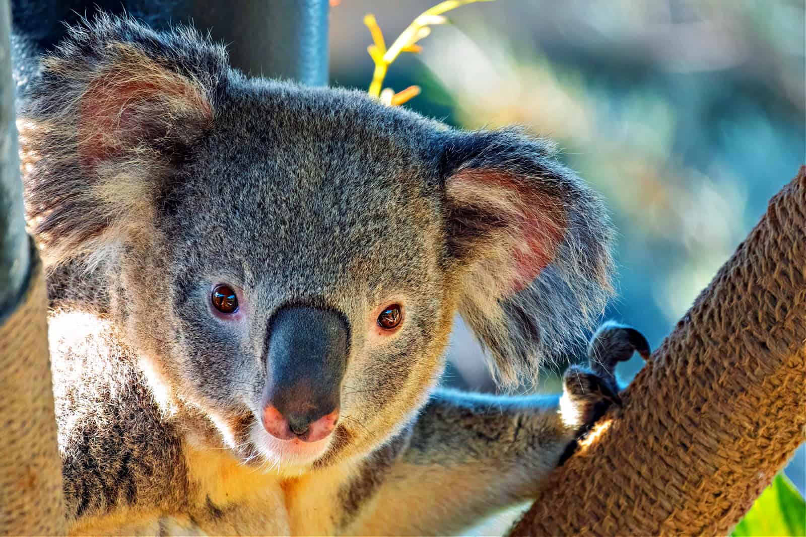koala san diego zoo